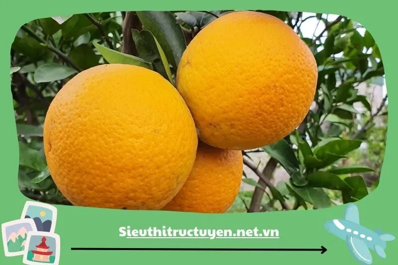 Cam Xã Đoài – Hương vị thanh mát từ trái cây miền Trung