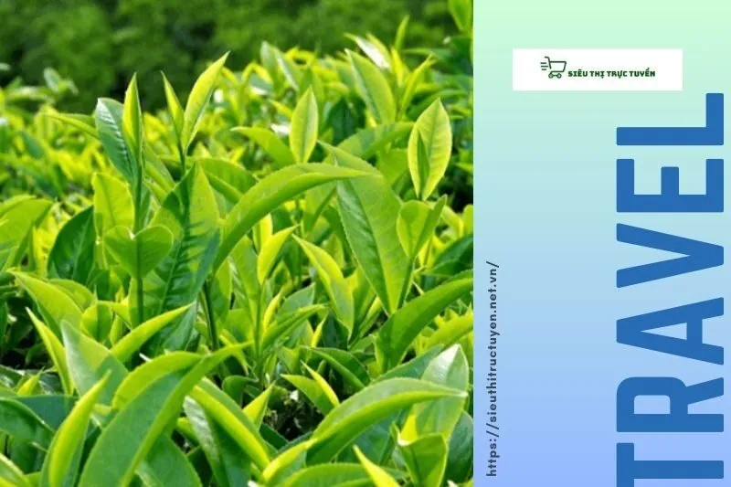 Các Đặc Sản và Món Ăn Nổi Tiếng tại Anh Sơn