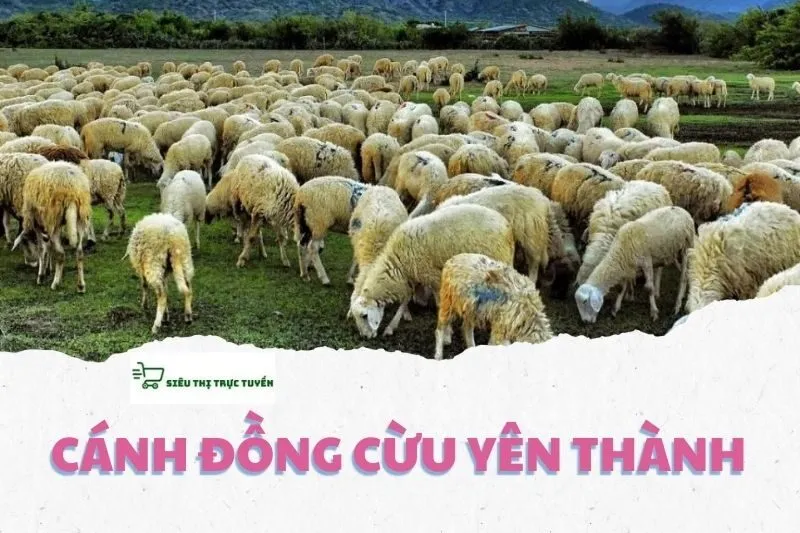 CÁNH ĐỒNG CỪU YÊN THÀNH nghệ an