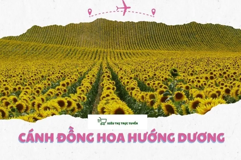 Cánh Đồng Hoa Hướng Dương Nghĩa Đàn Nghệ An