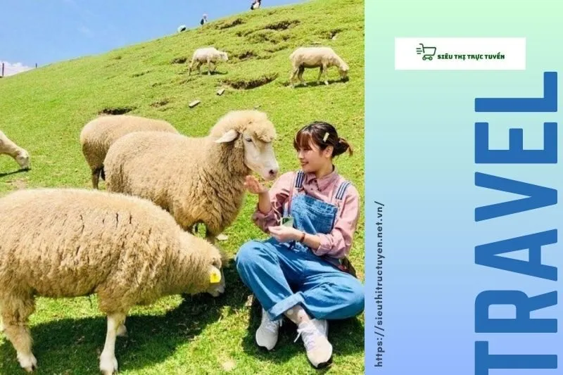Thời Điểm Lý Tưởng Để Tham Quan Trại Cừu Yên Thành
