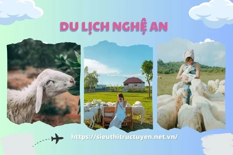 Tổng Quan Về Cánh đồng cừu Yên Thành Nghệ An