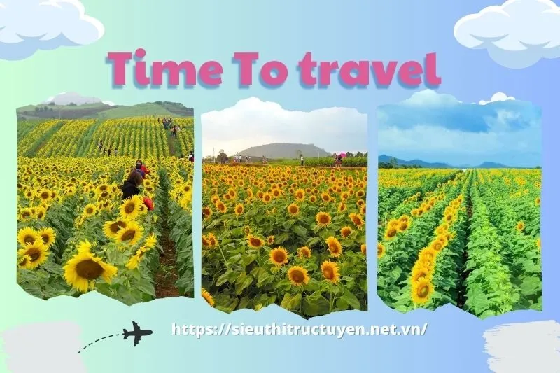 Tổng Quan Về Cánh Đồng Hoa Hướng Dương Nghĩa Đàn Nghệ An