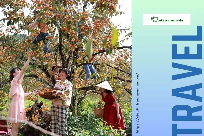 Các hoạt động bảo tồn và phát triển bền vững