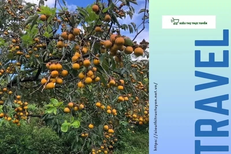 Cảnh quan và thiên nhiên tại Vườn Hồng