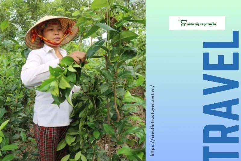 Những địa điểm nổi tiếng trồng chè xanh ở Nghệ An