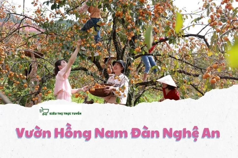 Vườn Hồng Nam Đàn Nghệ An