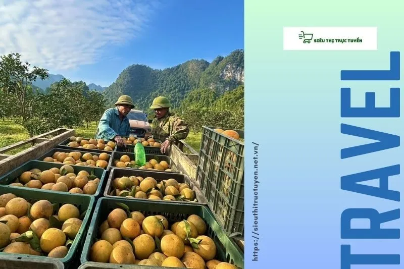 Cam Xã Đoài trong văn hóa và ẩm thực Việt Nam