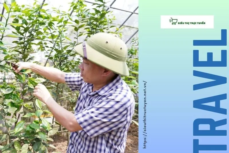 Kỹ thuật trồng và chăm sóc cam Xã Đoài